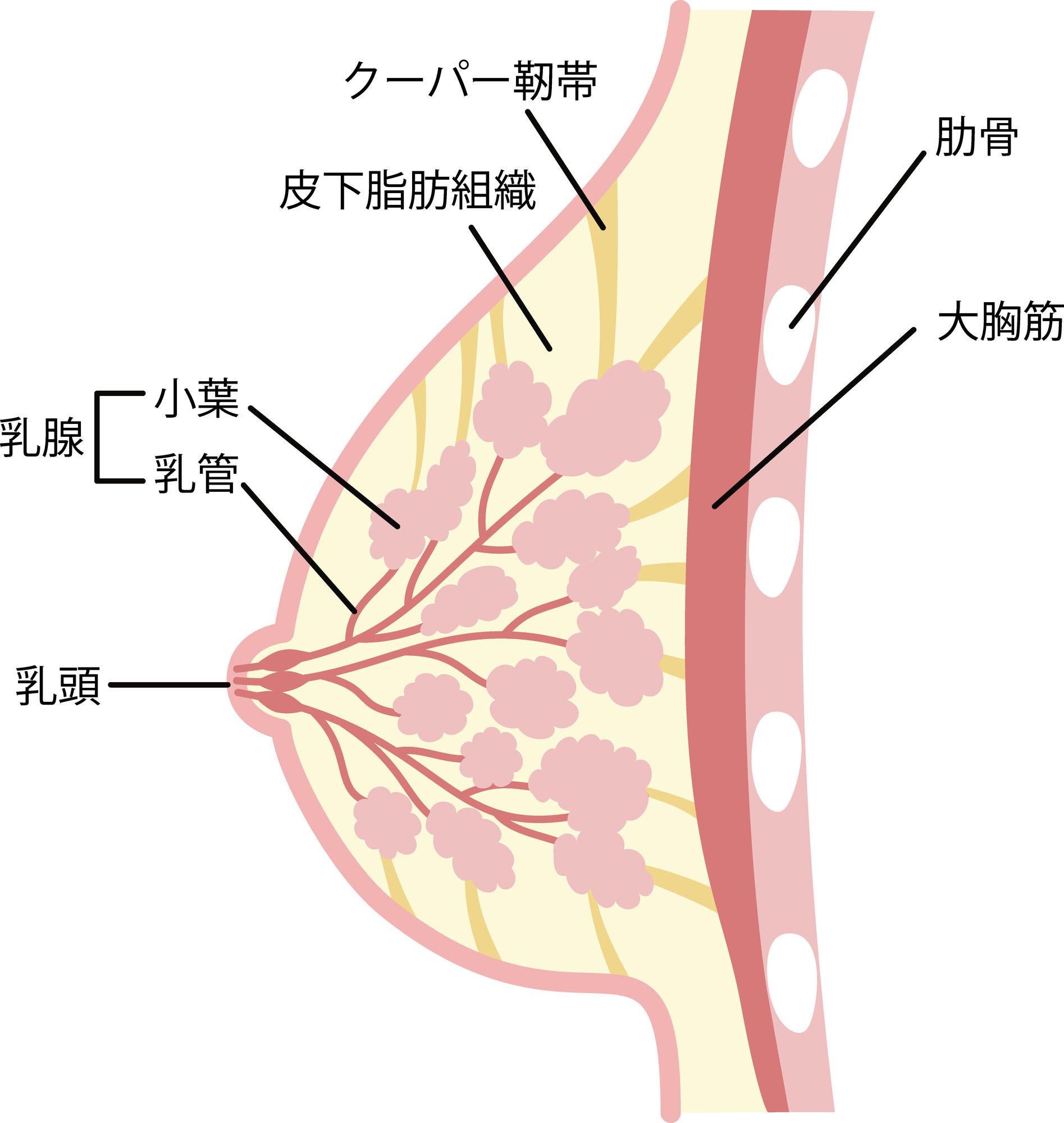 バスト　構造